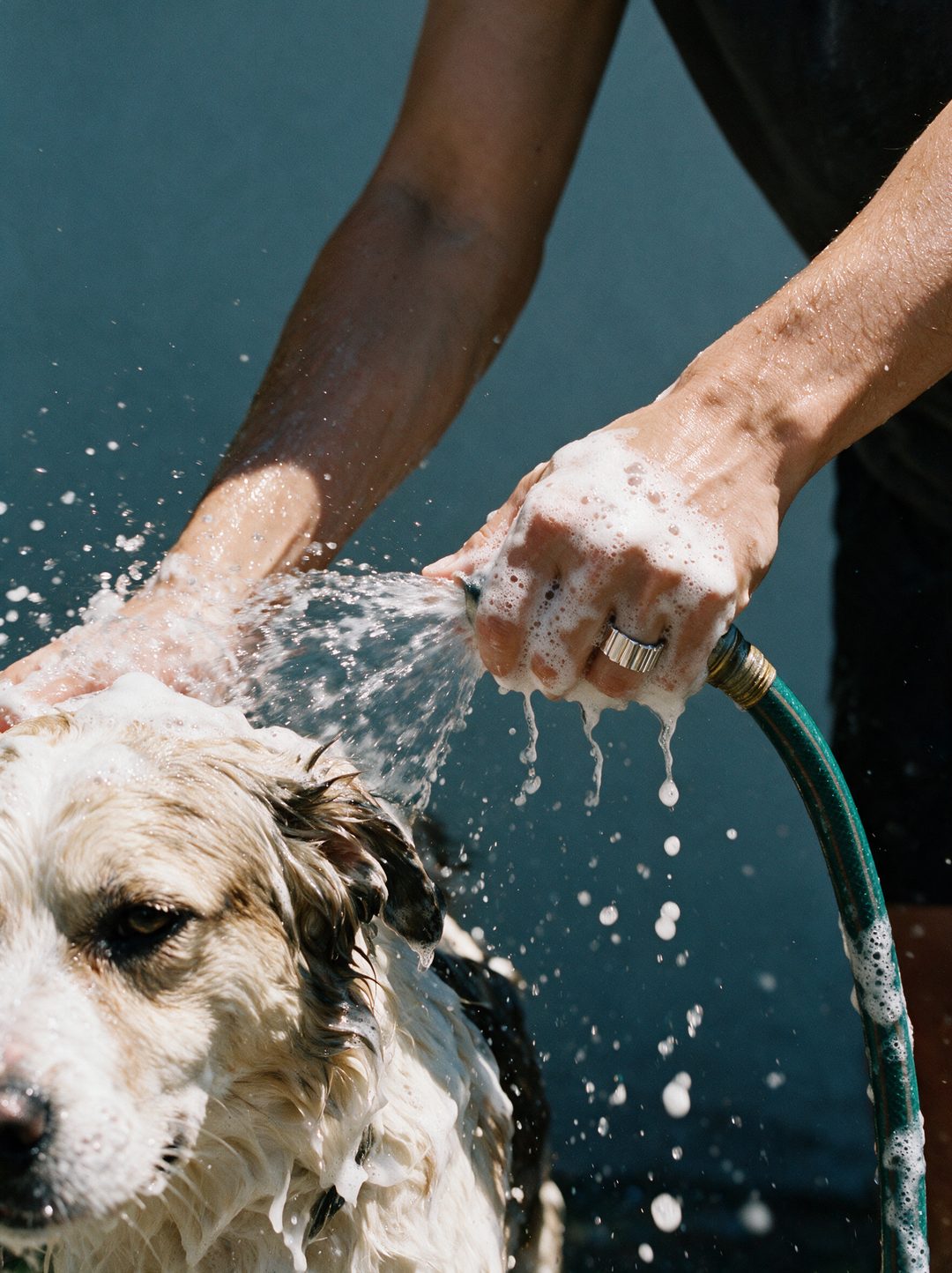 Rings worn while washing a dog